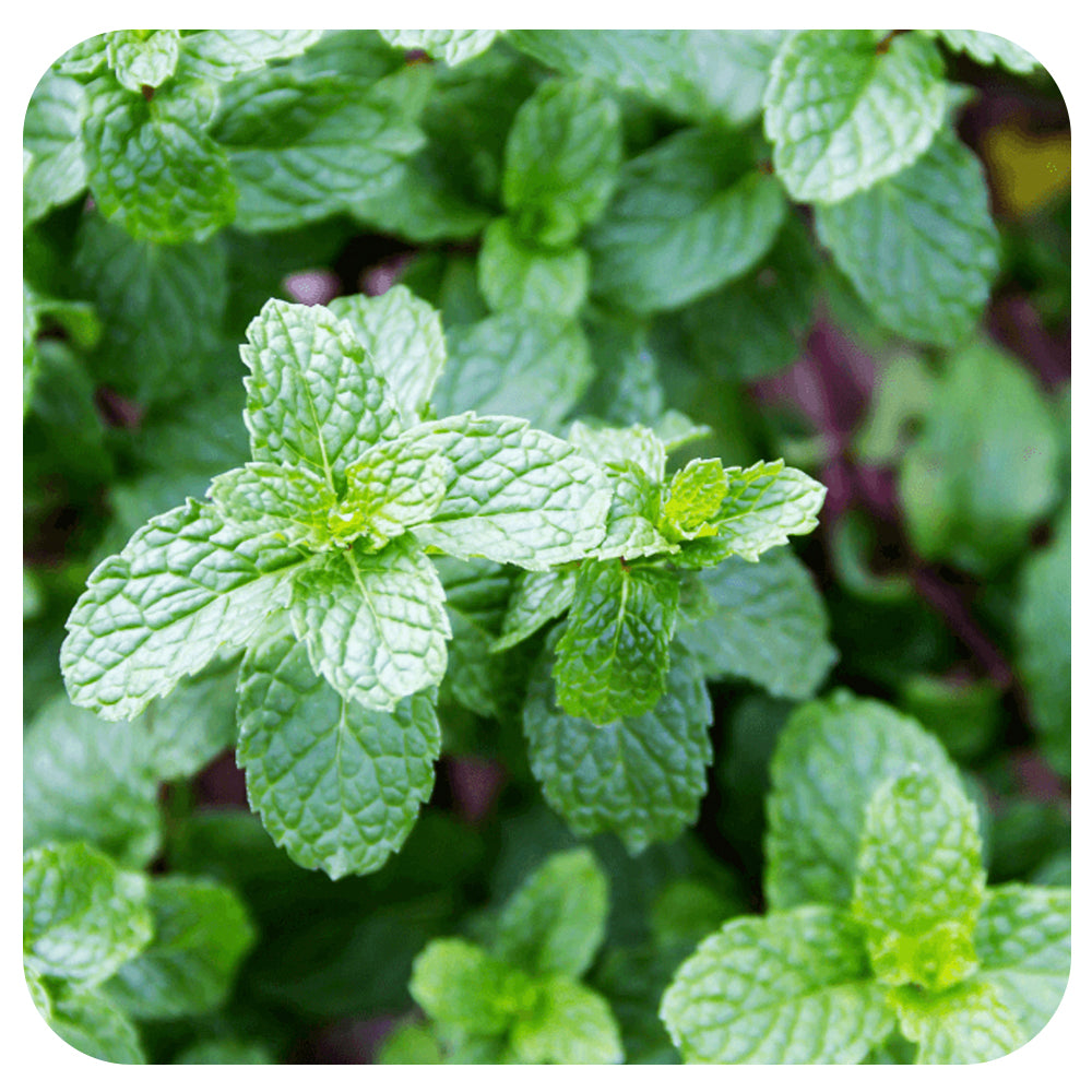 English Mint (Organic)
