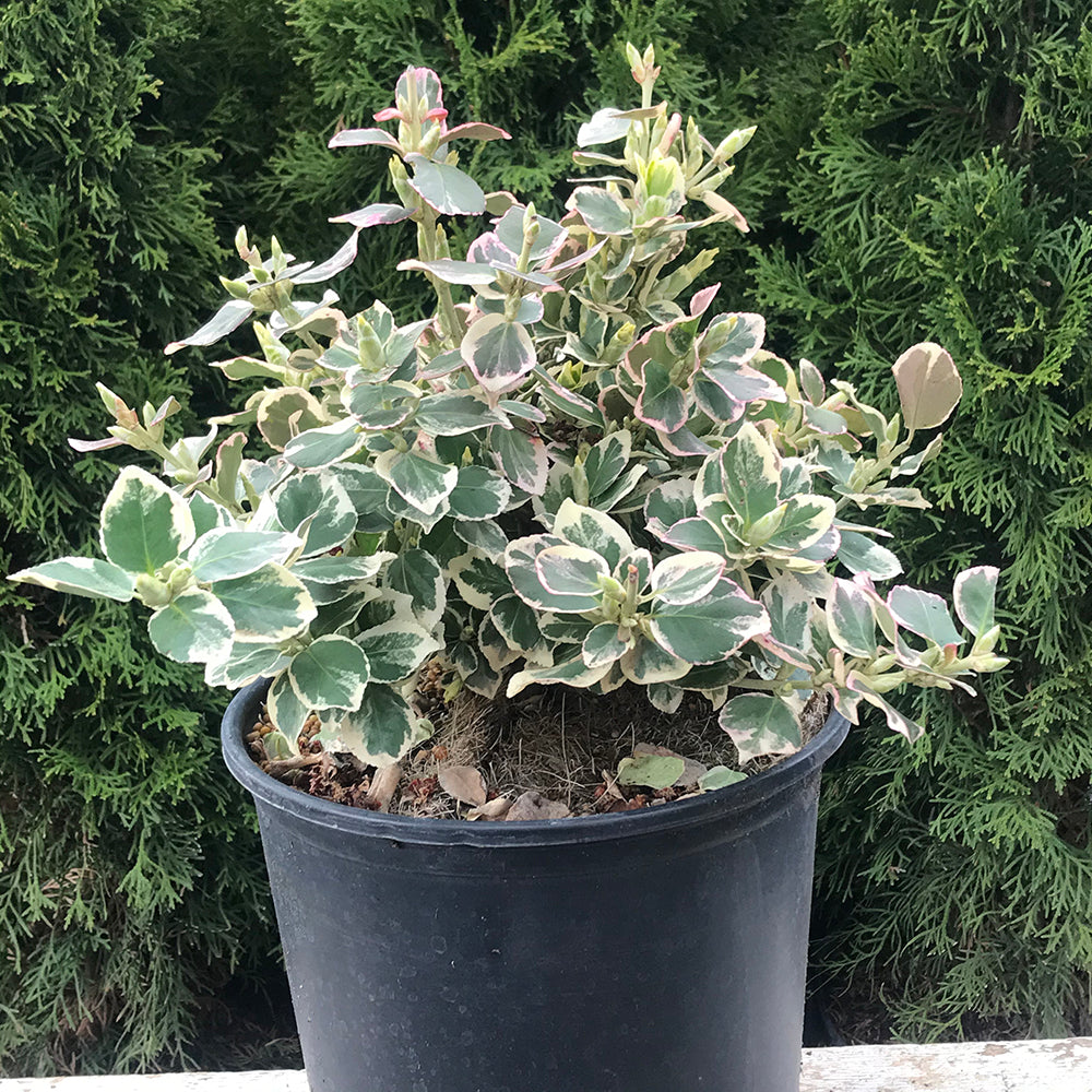 Euonymus ‘Emerald Gaiety’