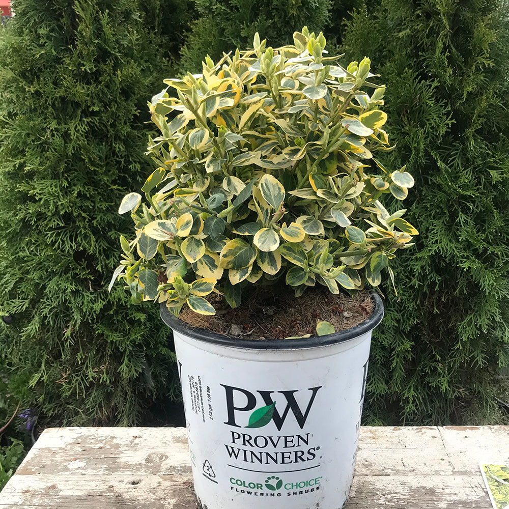 Euonymus “Gold Splash”