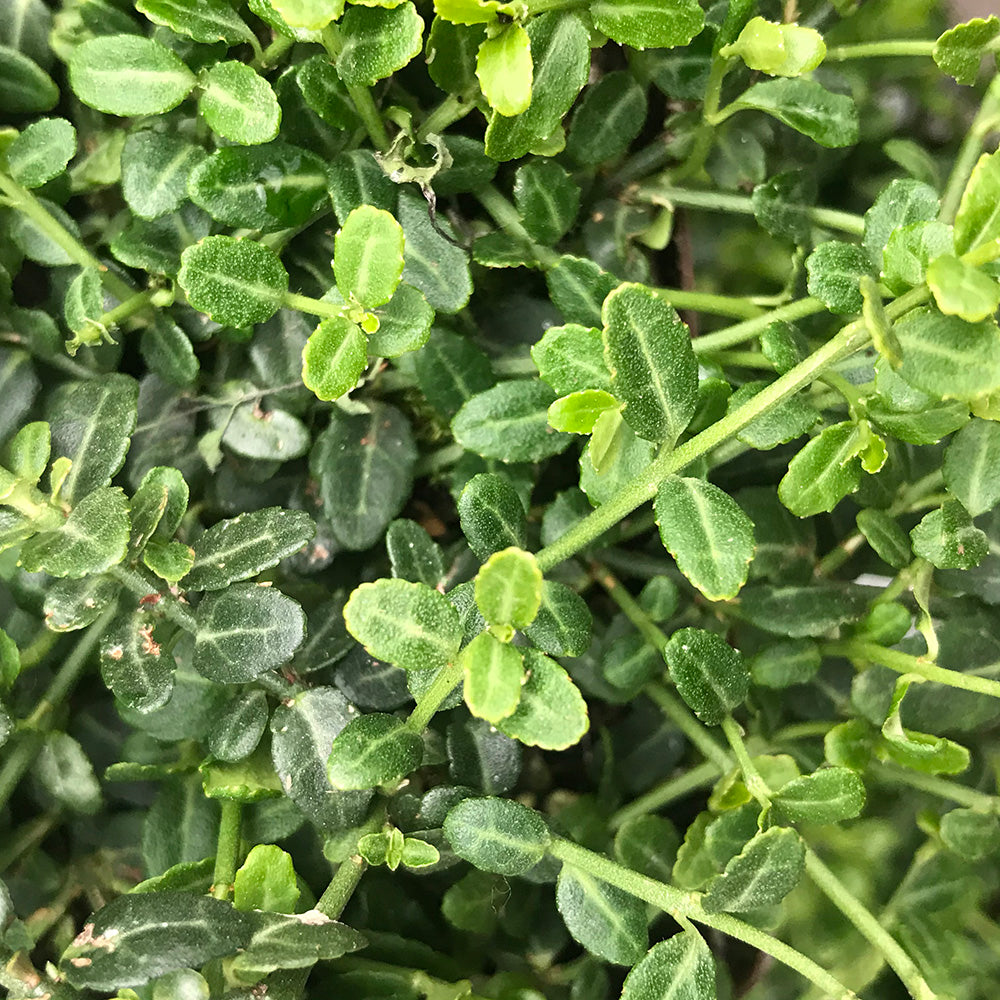 Euonymus fortunei ‘Kewensis (Miniature Wintercreeper)