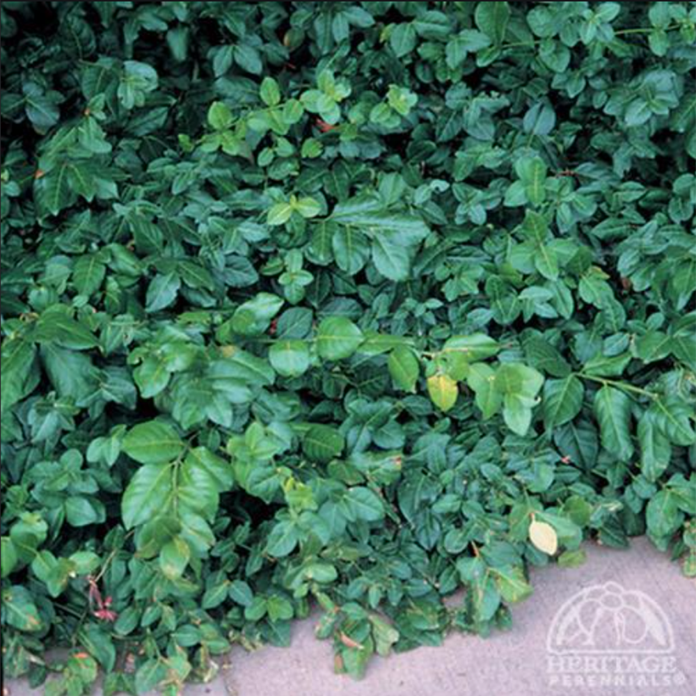 Purple-leaf Wintercreeper - Euonymus fortunei ‘Coloratus’
