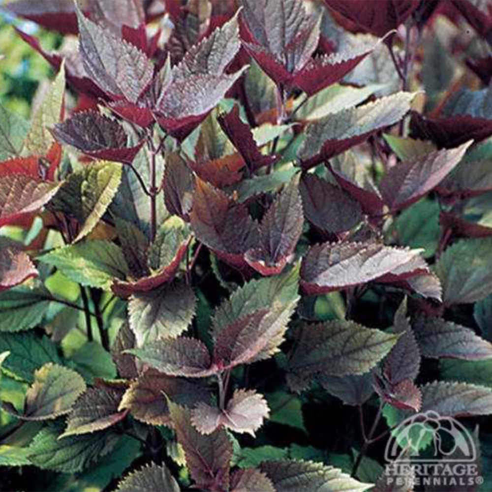 Chocolate Boneset (Eupatorium rugosum ‘Chocolate')