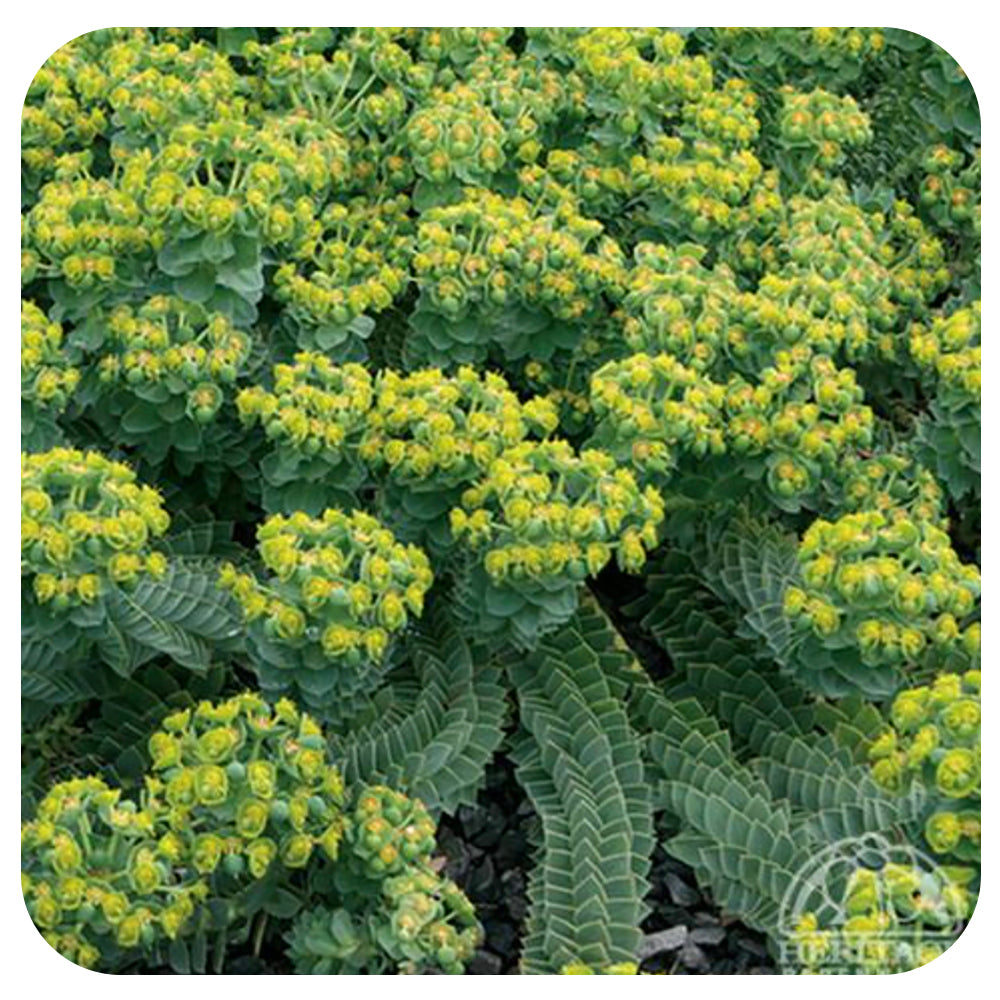 ‘Donkey Tail’ Euphorbia Myrsinites