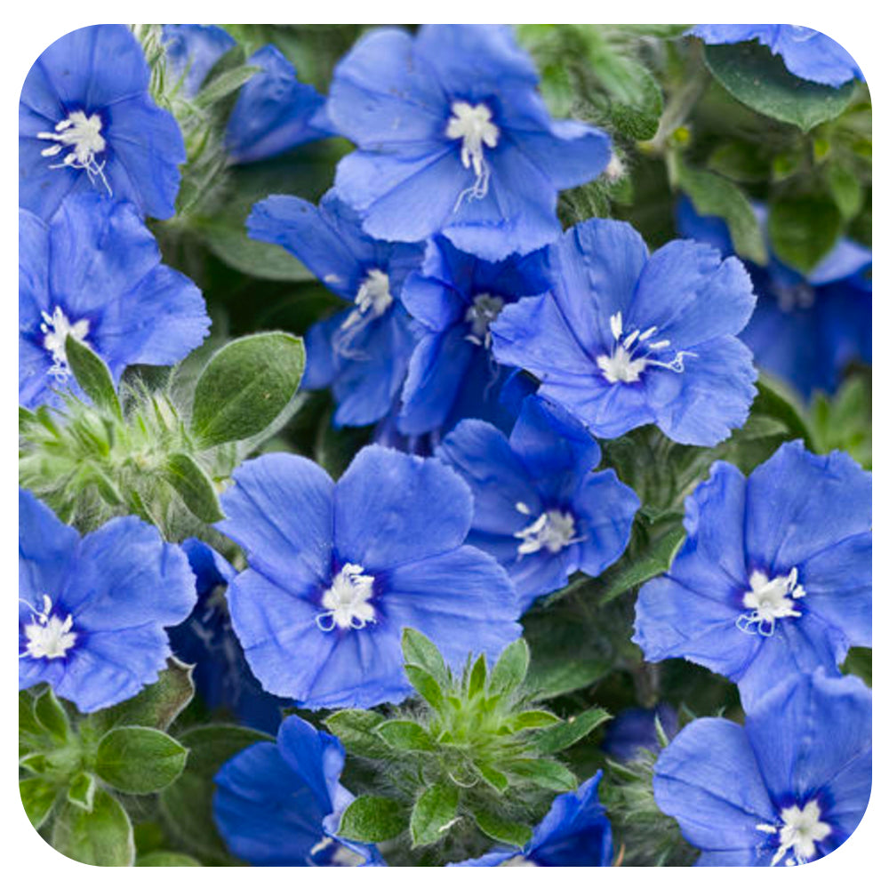 Evolvulus Blue My Mind