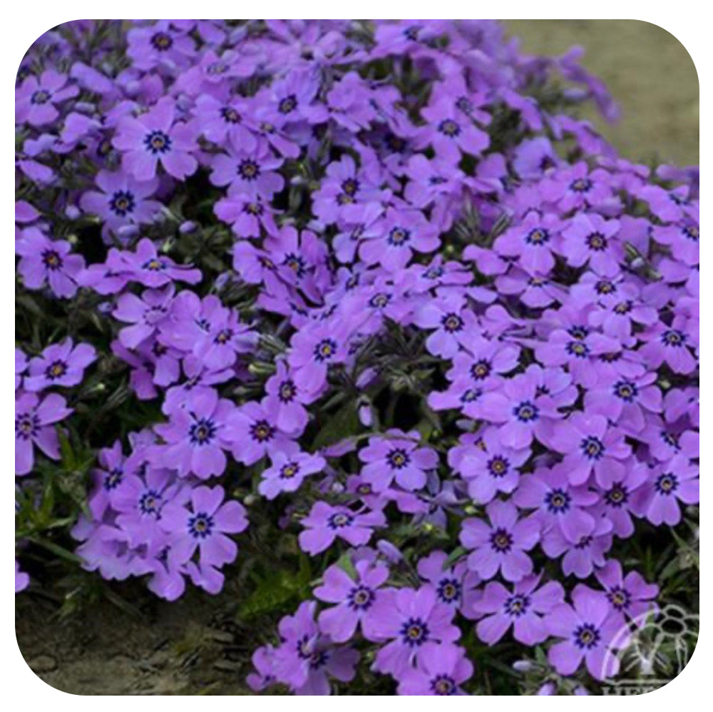 Phlox subulata Eye Shadow (Moss phlox)