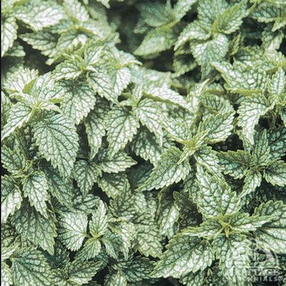 False Lamium (Lamiastrum galeobdolon ‘Hermann’s Pride’)