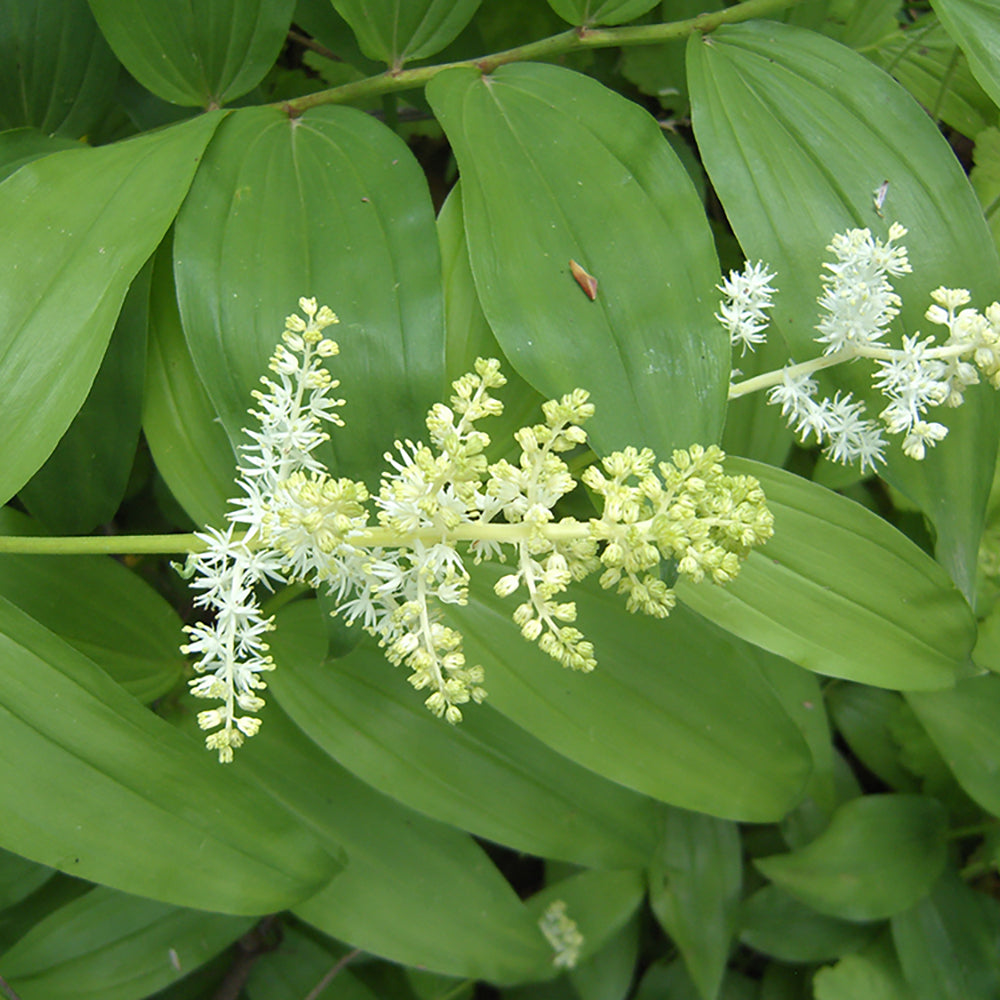 False Solomon's Seal (Sun Maianthemum racemosum) NATIVE PERENNIAL