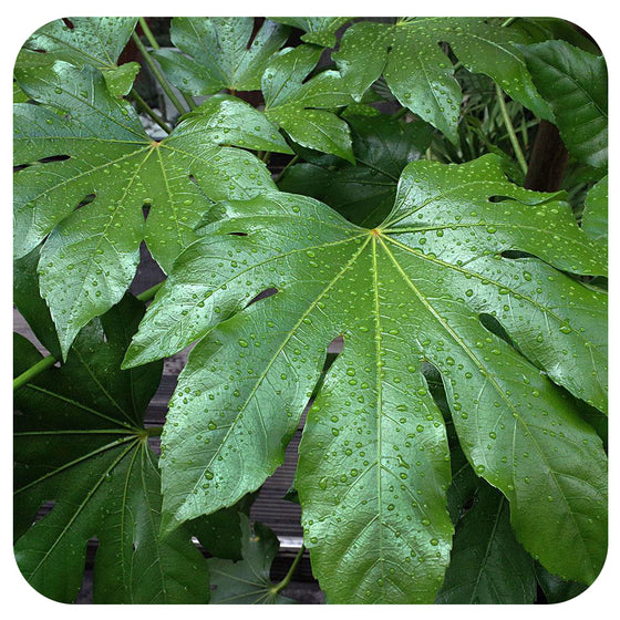 Fatsia japonica