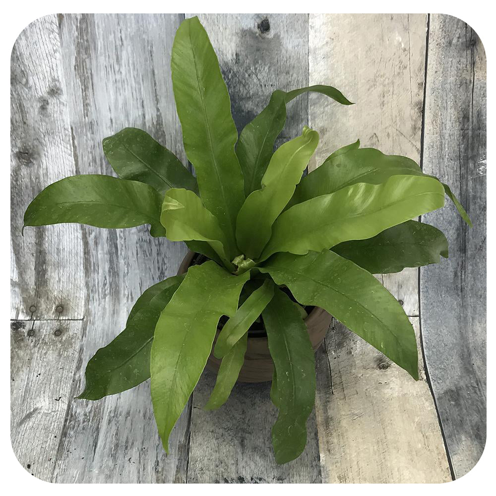 Fern ‘Bird's Nest’ (Asplenium nidus) - various varieties