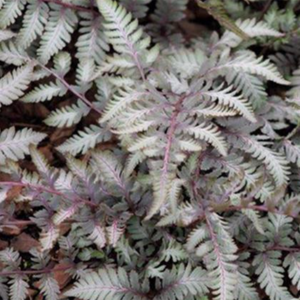 Giant Japanese Painted Fern (Athyrium niponicum pictum ‘Godzilla’)