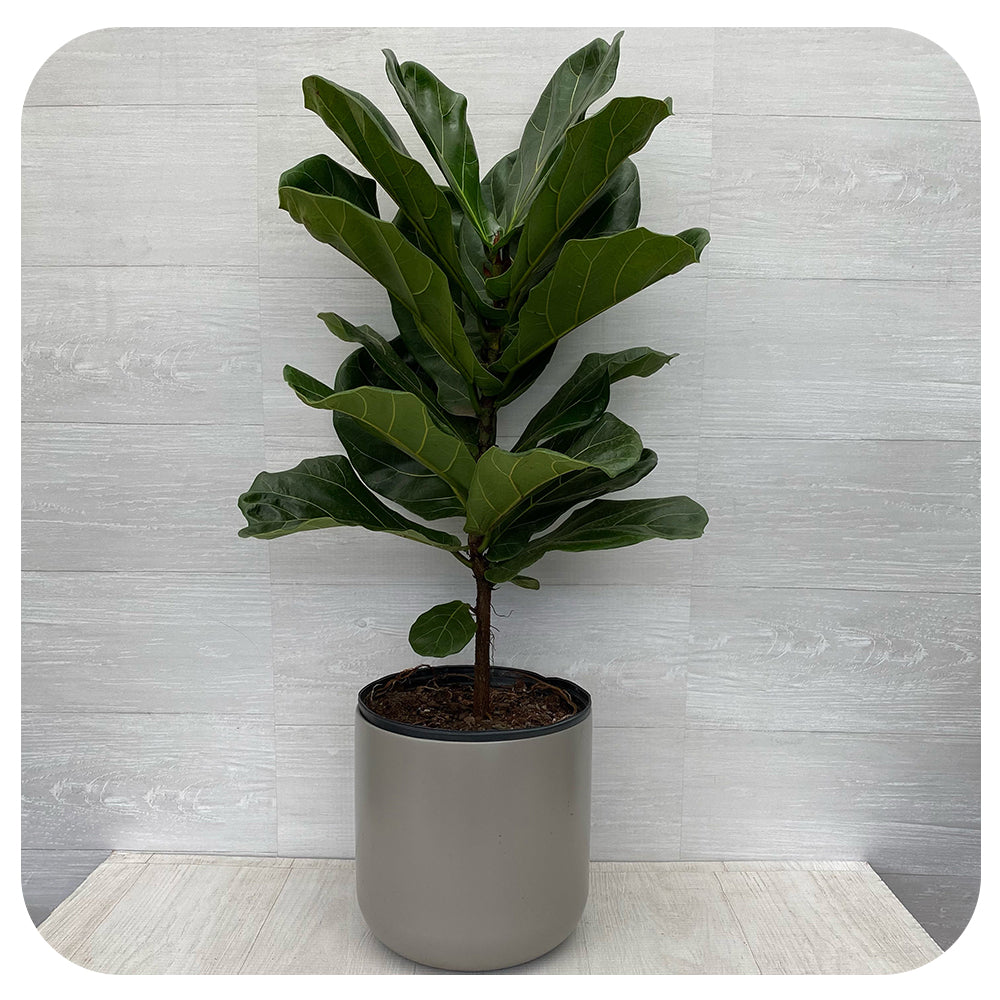 Ficus Lyrata (fiddle Leaf Fig) - Davenport Garden Centre