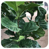 Ficus lyrata (fiddle leaf fig)