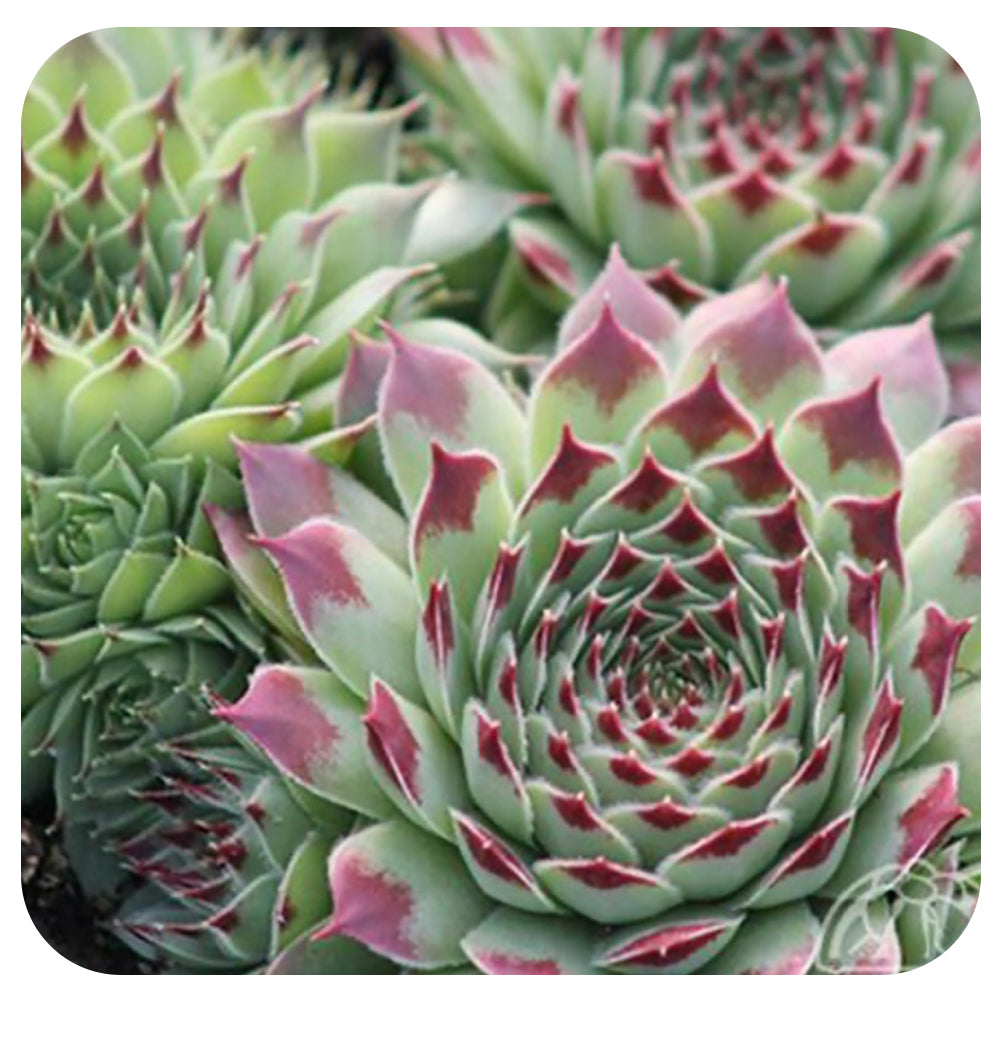 Hens and Chicks  'Fire Dragon' (Sempervivum)