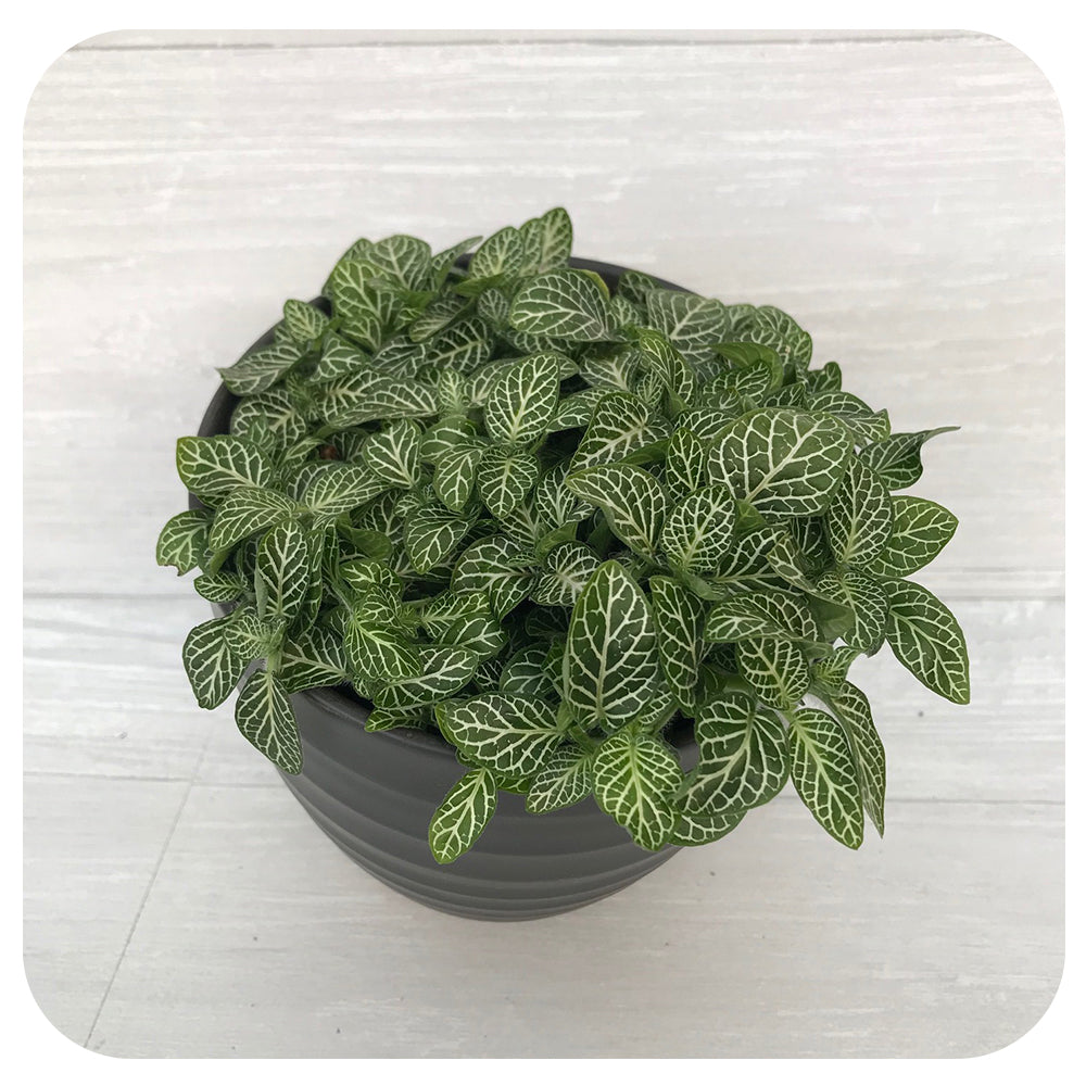 Fittonia