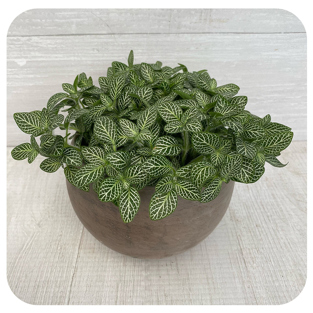Fittonia