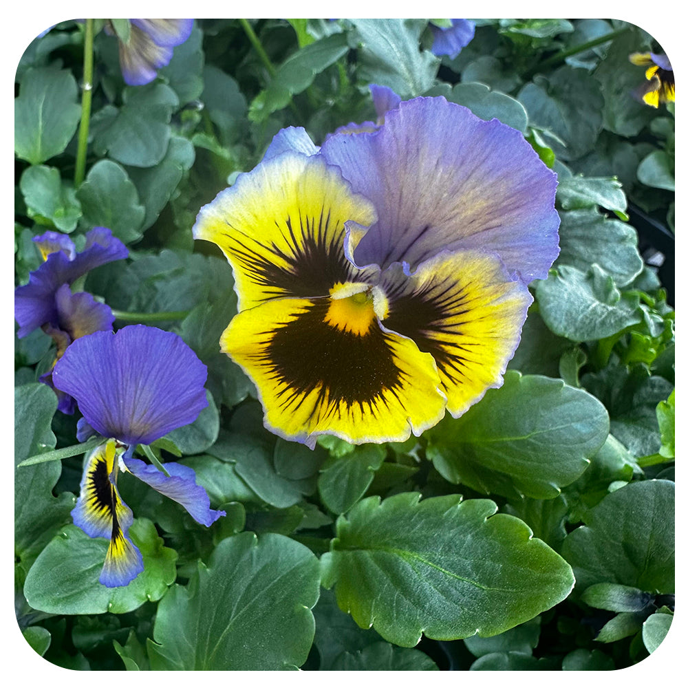 Pansy
