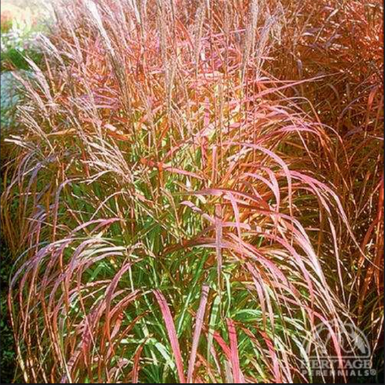 Flame Grass (Miscanthus Purpurascens)