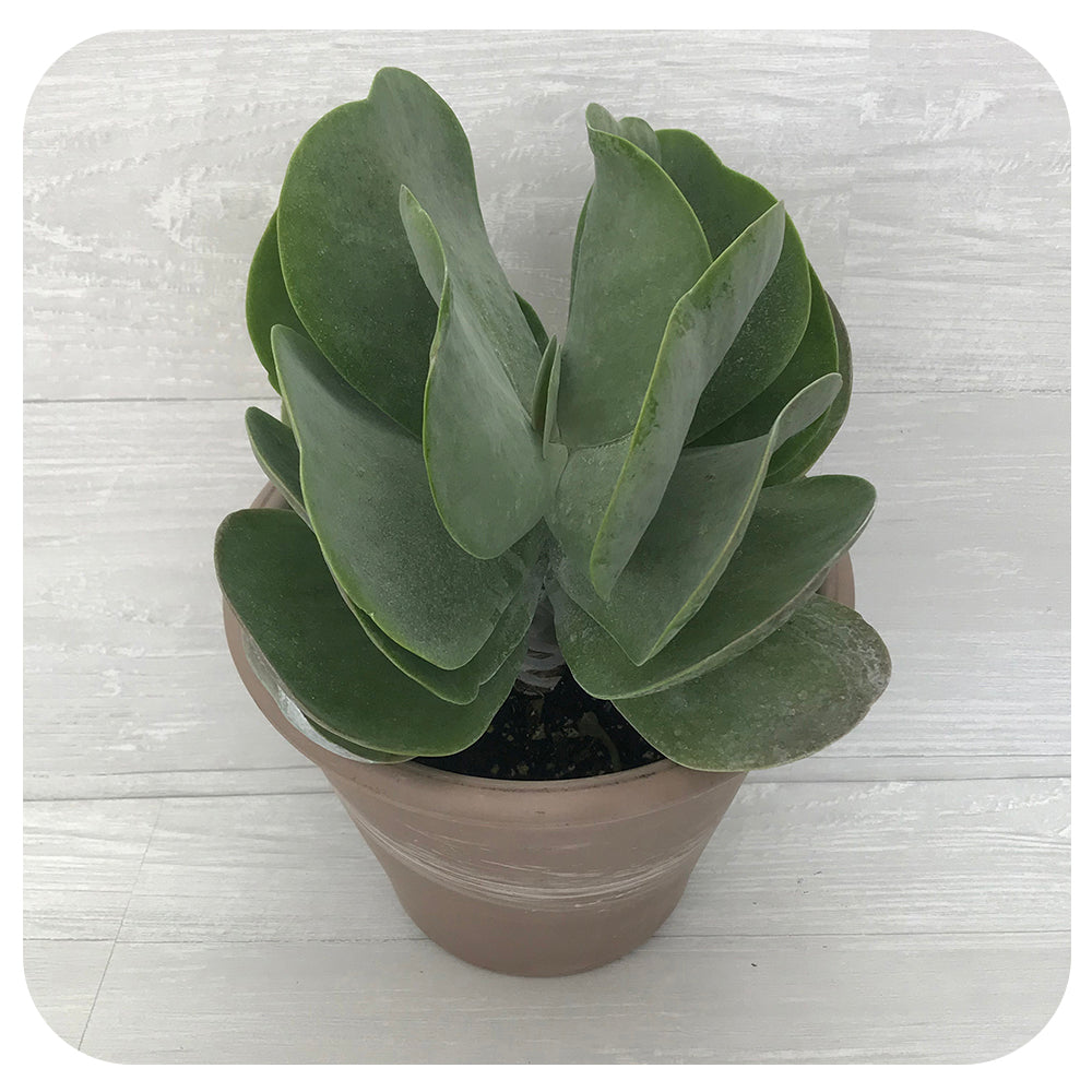 Kalanchoe thrysiflora 'flapjack'