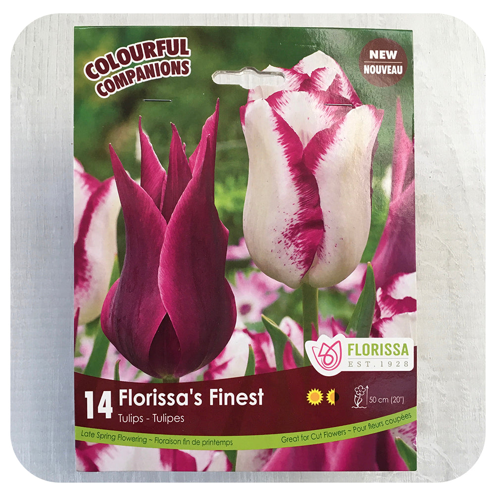 Tulip Mix 'Florissa's Finest'