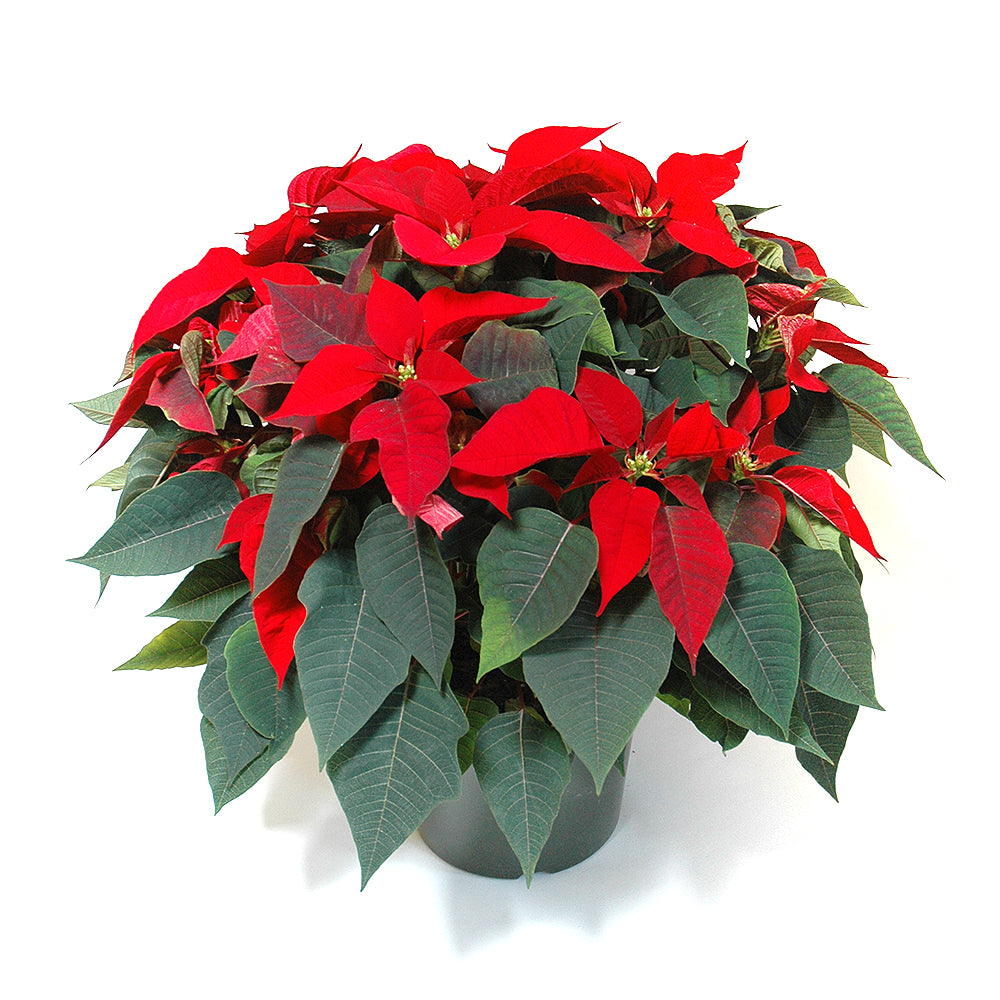 Poinsettias