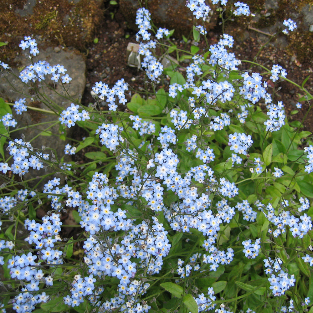 Forget-Me-Not (Myositis Bluesylva)