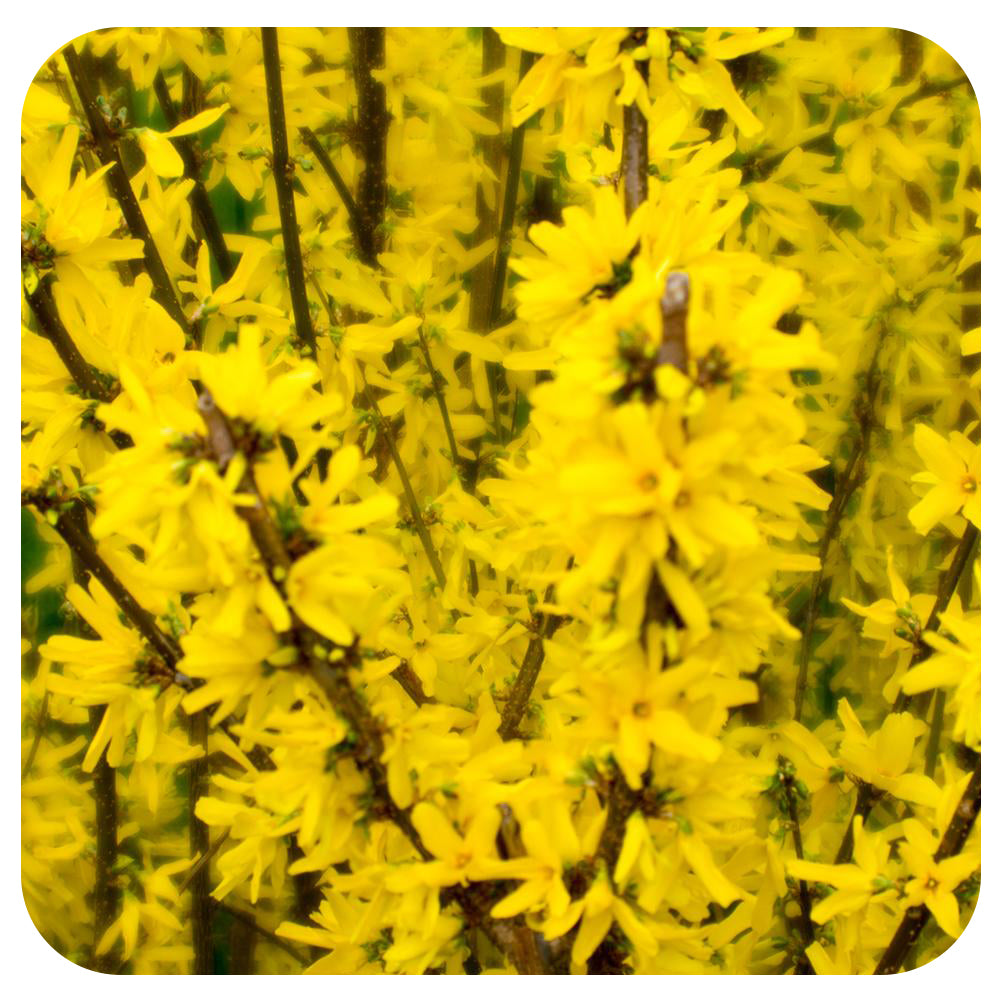 Forsythia 'Northern Goild'
