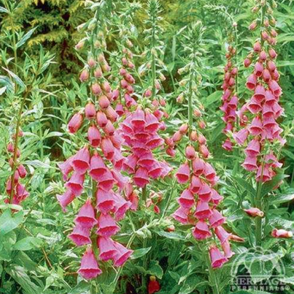 Foxglove (Digitalis × mertonensis)