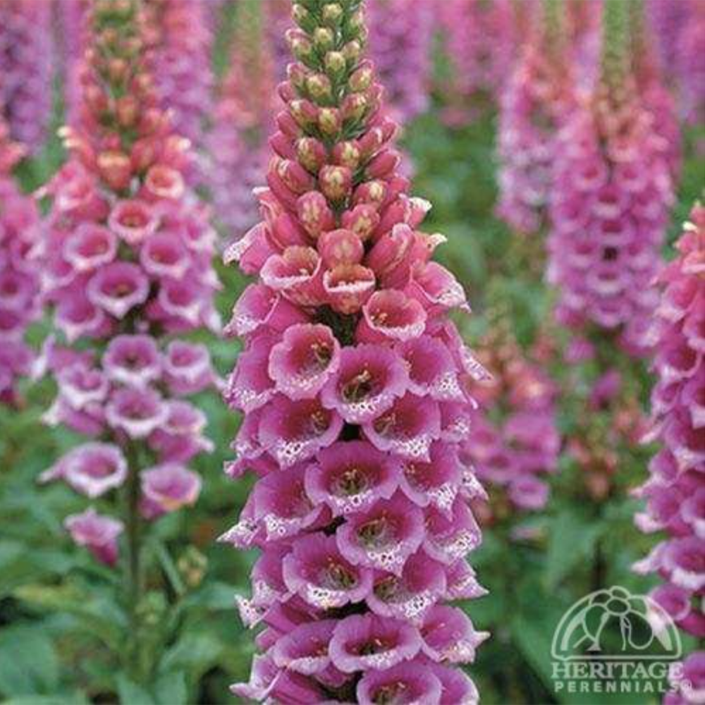 Foxglove ‘Candy Mountain’ (Digitalis purpurea)