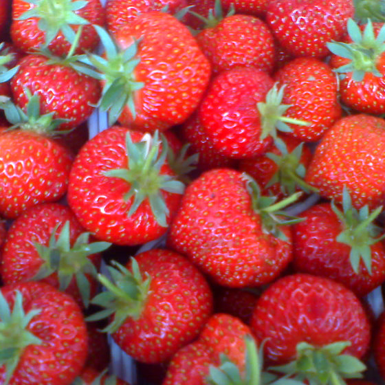Strawberry 'Berries Galore' (4" Terra Squares)