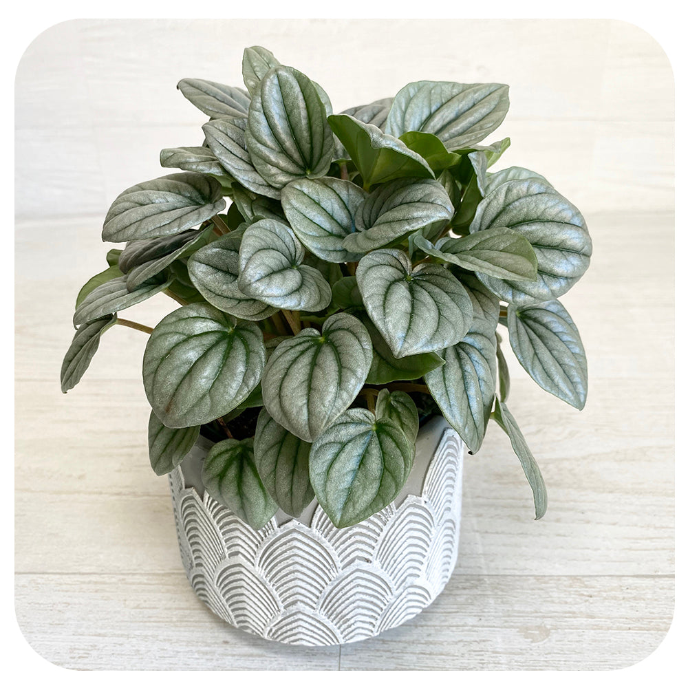 Peperomia Frost