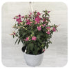 Fuchsia Hanging Basket