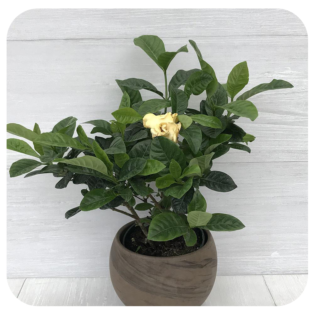 Gardenia