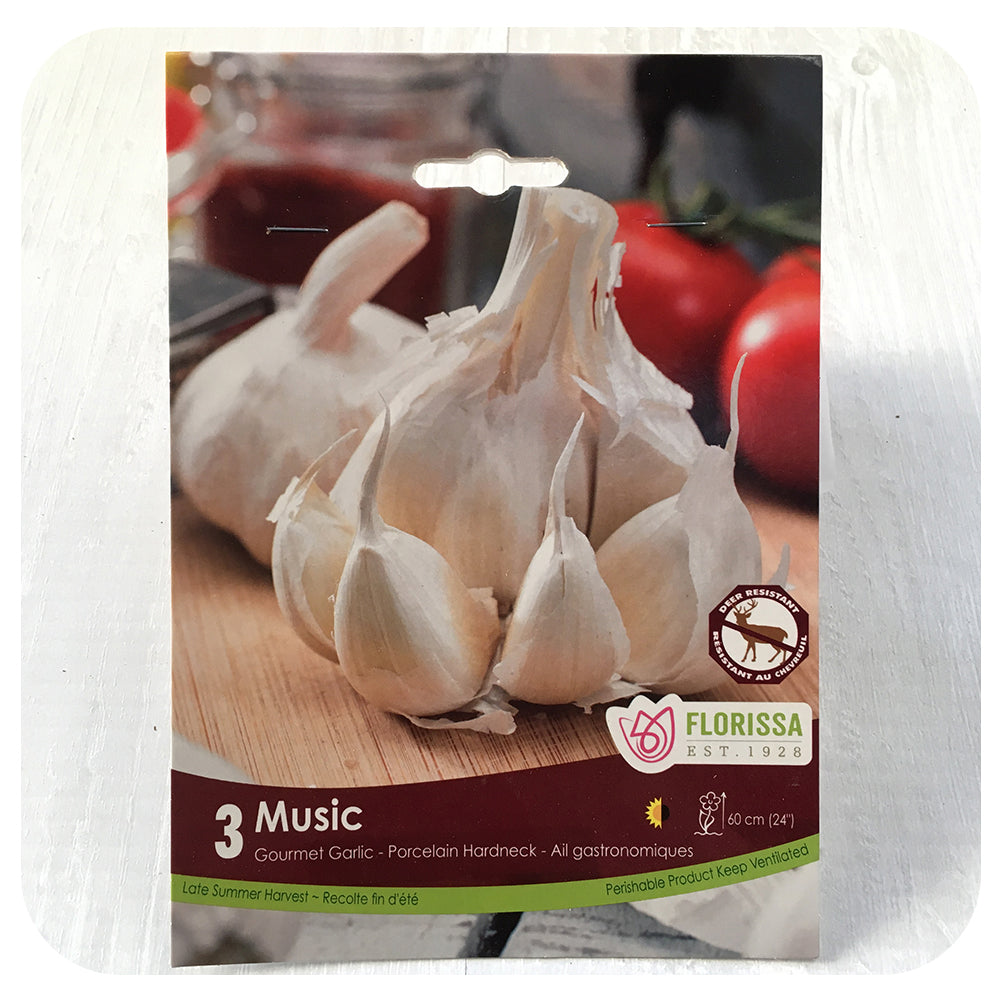 Garlic 'Music' (White)