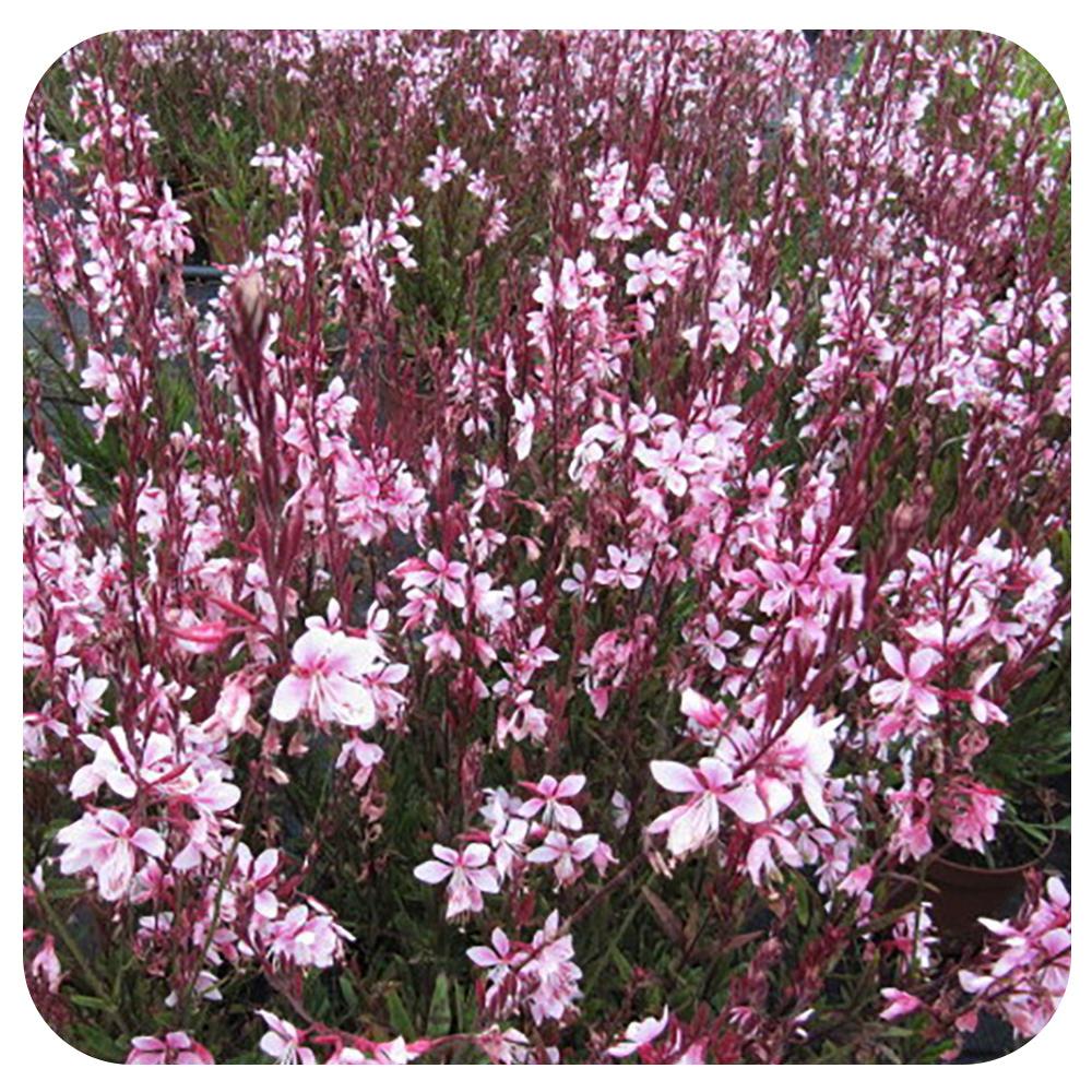 Gaura (Annual)