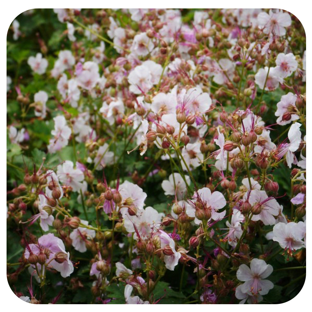 Geranium cantabrigiense Biokovo (Cranesbill)