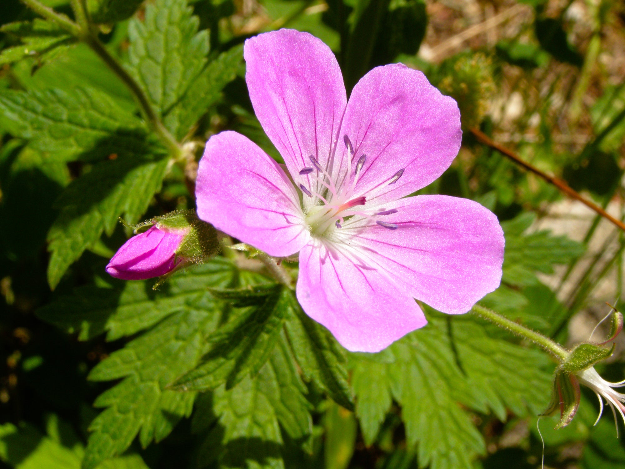 Dwarf Cranesbill (Geranium cantabrigianse 'Karmina')