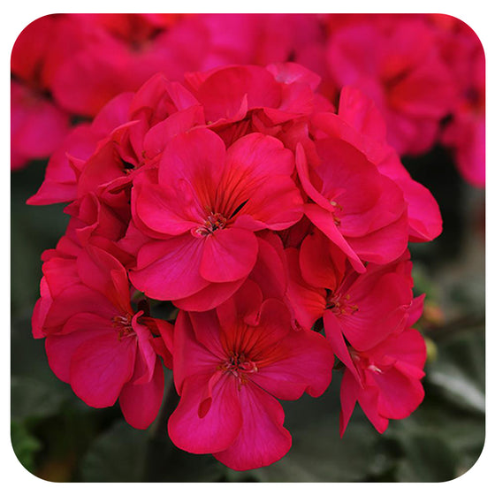 Mini Cascade Ivy Geranium (Pelargonium Peltatum) - Davenport Garden Centre
