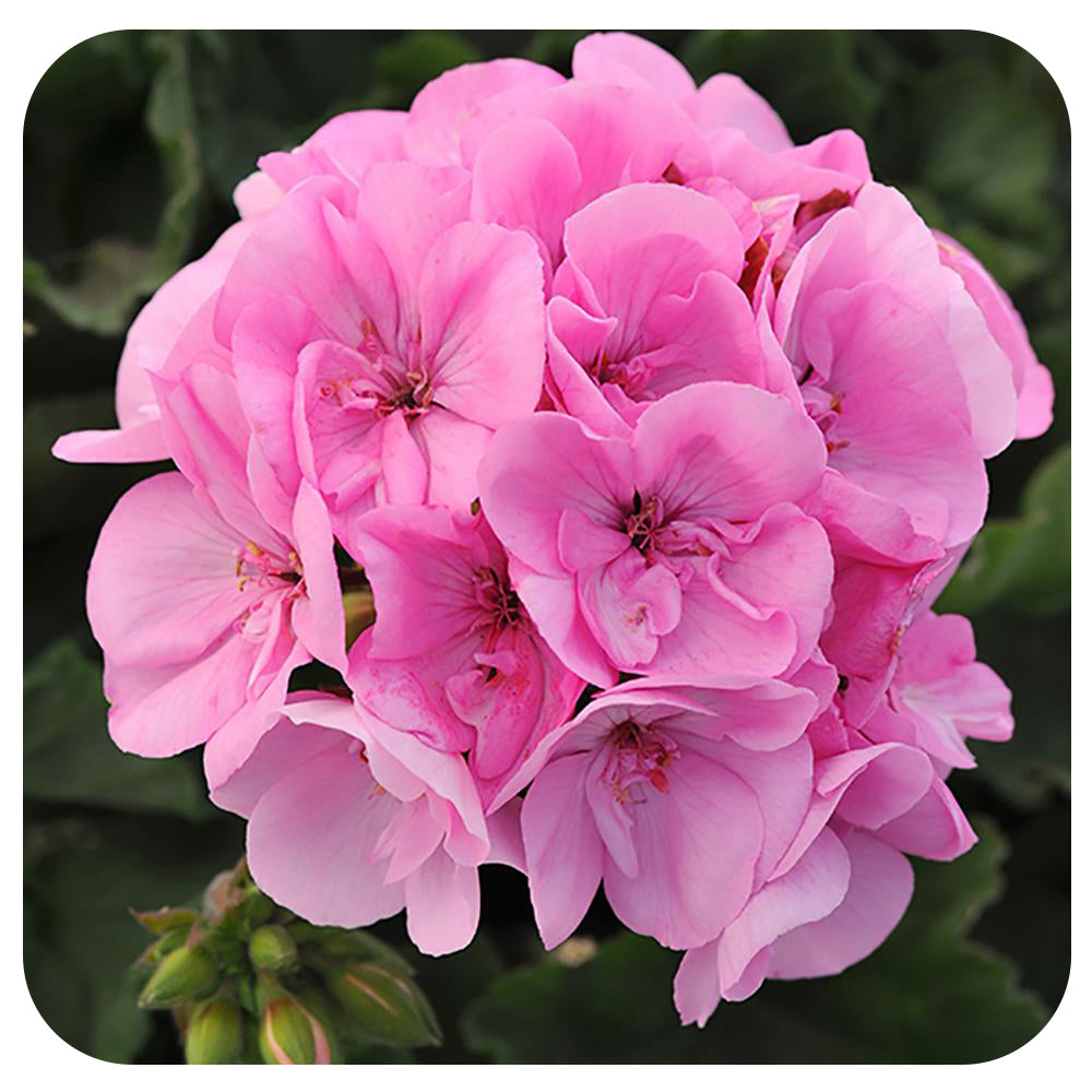 Geranium (Zonal)