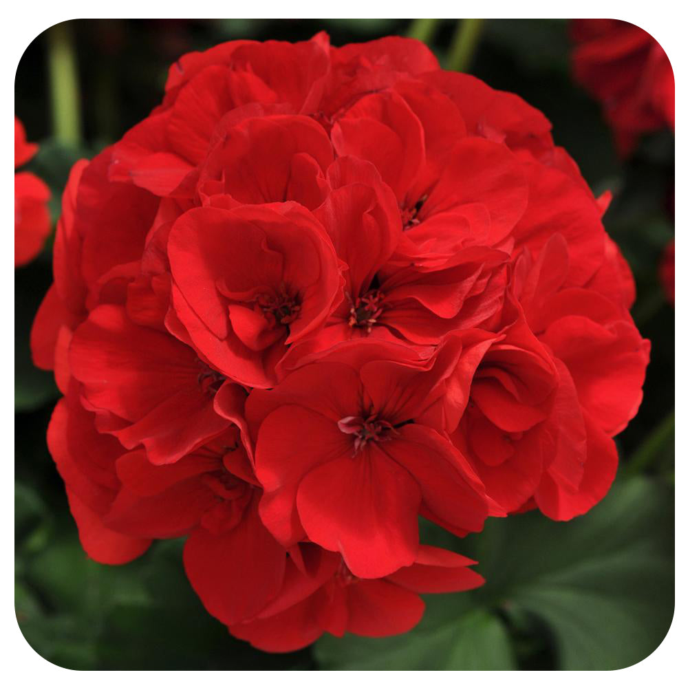 Geranium (Zonal)