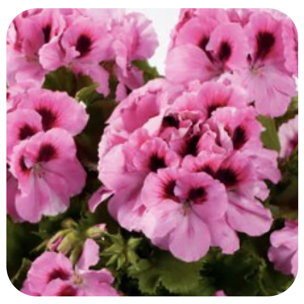 Geranium Regal - (Martha Washington)