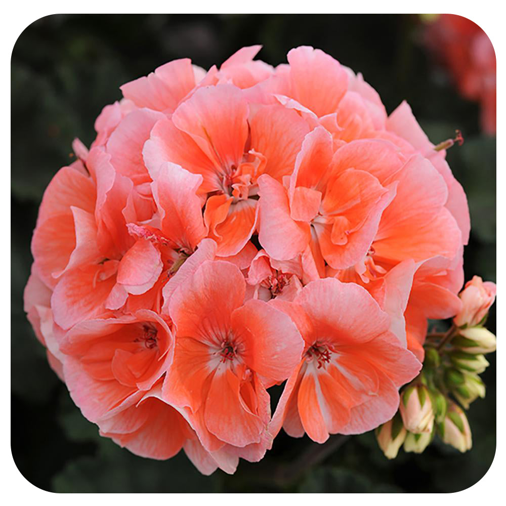 Geranium (Zonal)