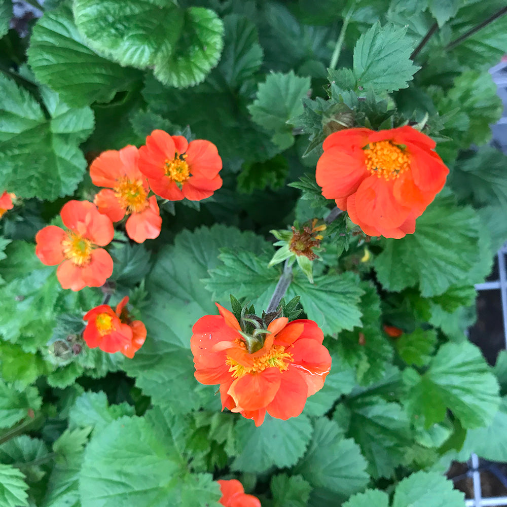 Geum coccineum ‘Koi’