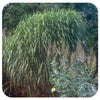 Giant Silver Grass ( Miscanthus floridulus ‘Giganteus’)