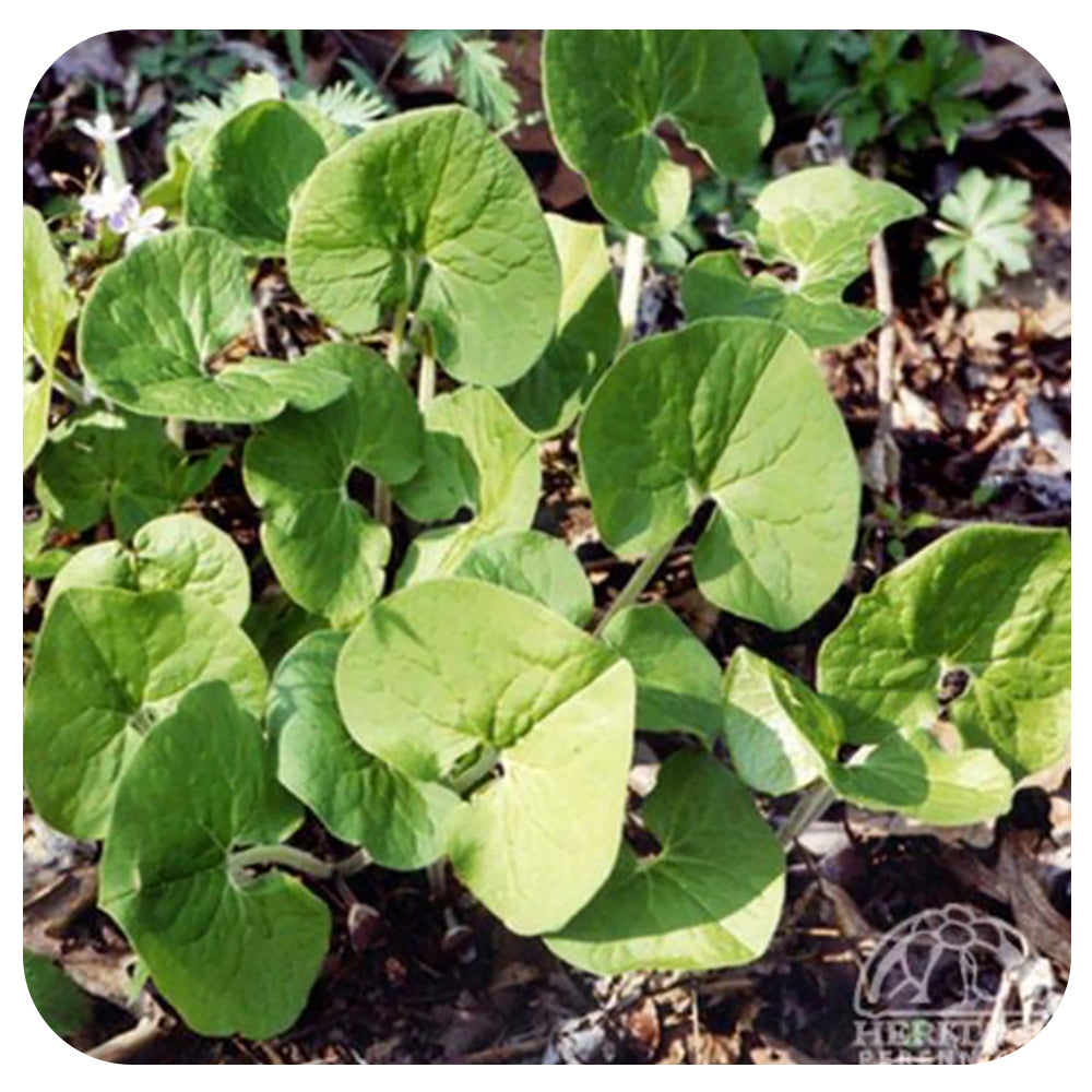 Wild Ginger (Asarum canadensis) NATIVE PERENNIAL