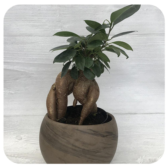 Ficus Microcarpa (Ginseng Bonsai)