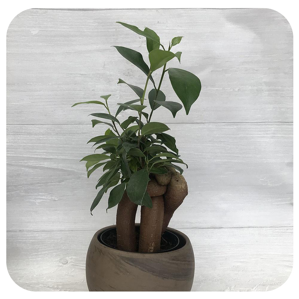 Ficus Microcarpa (Ginseng Bonsai)