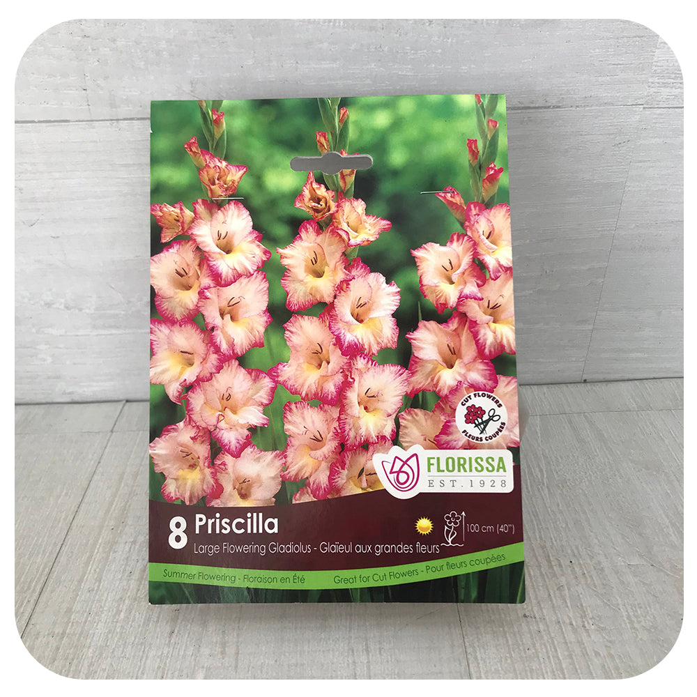 Jumbo Dutch Gladiolus - Priscilla