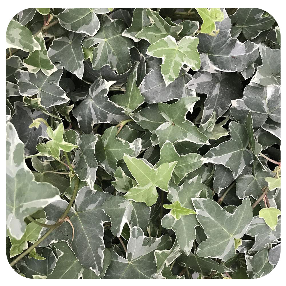Glacier Ivy  - perennial variety (Hedera Helix)