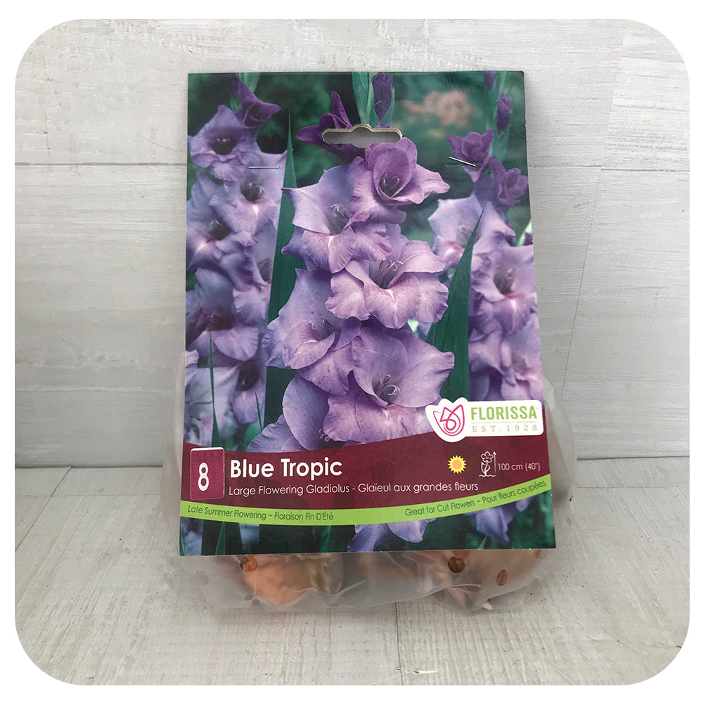 Jumbo Dutch Gladiolus - Blue Tropic