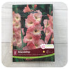 Jumbo Dutch Gladiolus - Friendship Pink